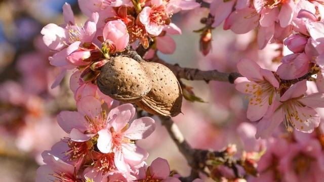 54 - Жезл Аарона смотреть онлайн