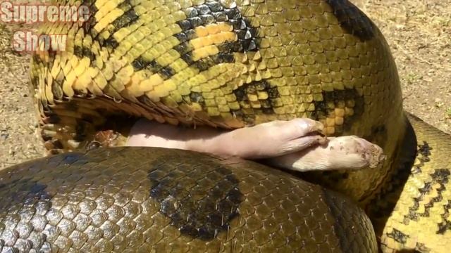 Анаконда в Деле / Анаконда против Крокодила, Тигра, Леопарда