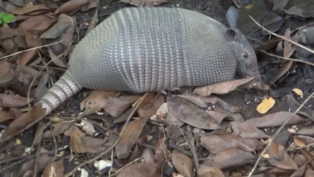 Sony HX200 Yard Armadillo смотреть онлайн