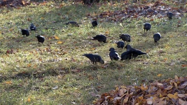 Чёрные птицы. Грач, галка, сорока для детей смотреть онлайн