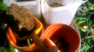 Размножение драцены верхушечными и стеблевыми черенками.