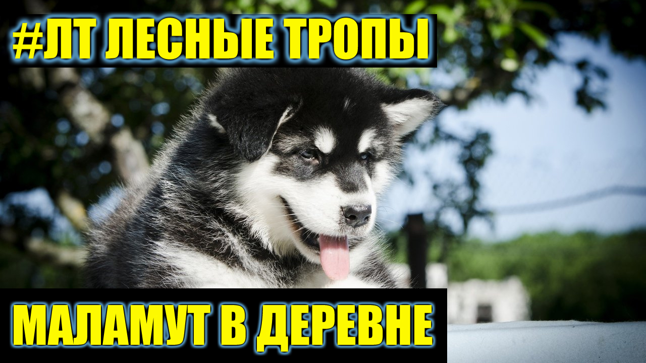 [ЛТ]: Маламут в деревне стоит ли заводить и чего ждать?