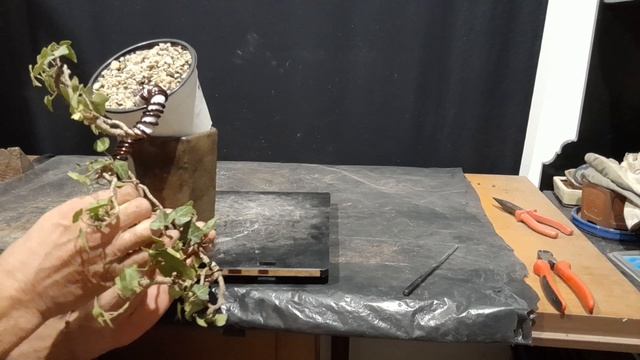 бонсай із плюща. ямадорі. перше моделювання [2] смотреть онлайн