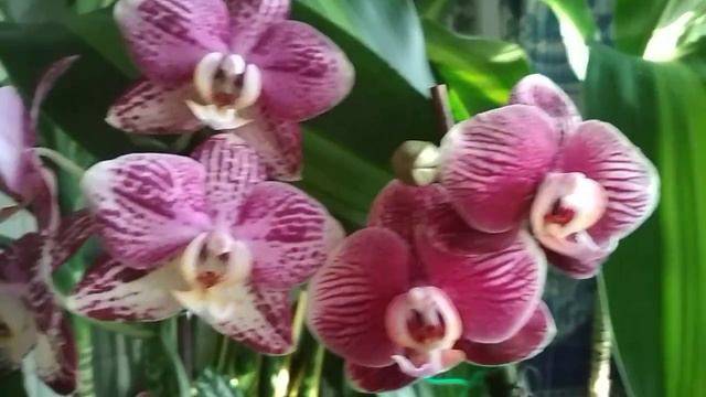 Красавчик 🥀🌹ФАНТОМ🌹🥀 оказался жадиной🤔(15.02.2021) смотреть онлайн