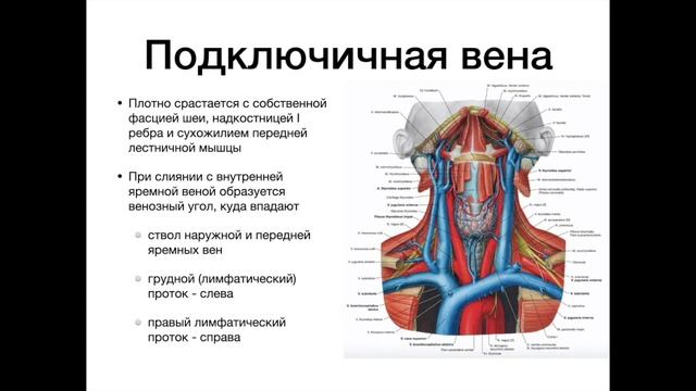 Верхняя полая вена - анатомия сердечно-сосудистой системы (ССС) смотреть онлайн