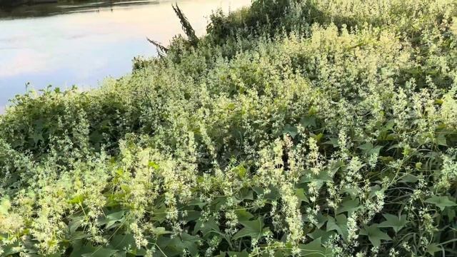 Луга и зеленые насаждения в районе Подгорной, Могилёв смотреть онлайн