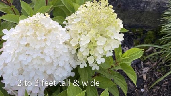 Hydrangea Paniculata "Fire Light Tidbit" August Update