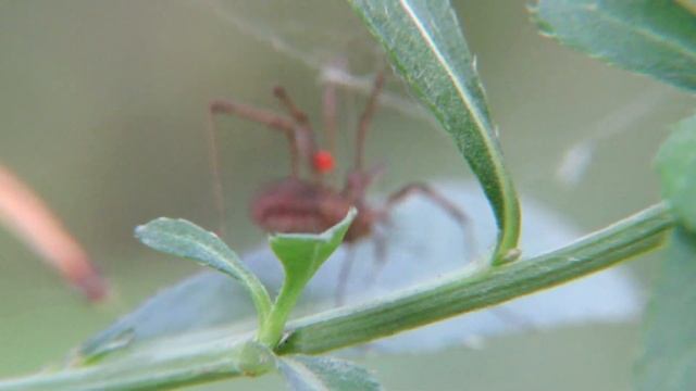 Мир пауков – Паук-сенокосец, Cellar spider смотреть онлайн