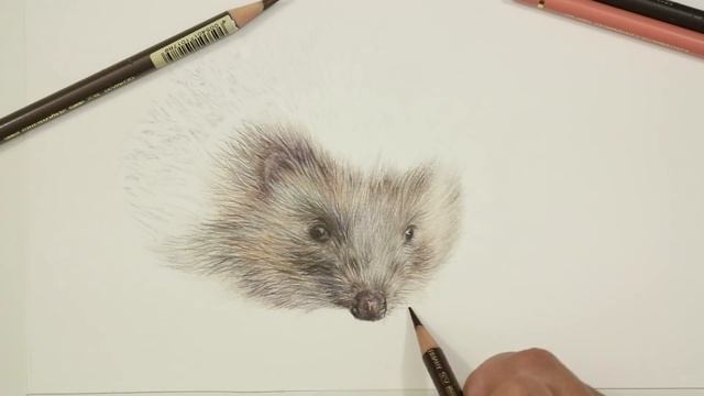 How To Draw a HEDGEHOG with Colored Pencil смотреть онлайн