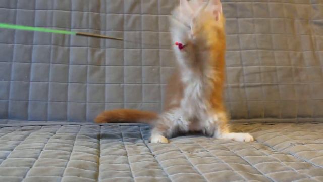 Котята мейн-кун из питомника HELENA HOUSE смотреть онлайн