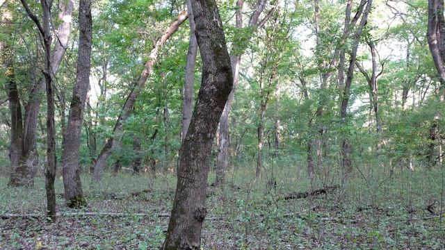 Голоса птиц Как поёт Козодой обыкновенный смотреть онлайн