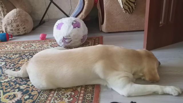 Как думаете,куда Каспер бежит во сне и кому виляет хвостиком?)😁🤫🐕❤Что снится малышу? смотреть онлайн