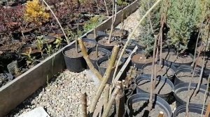 Как вырастить дерево на высоком штамбе.