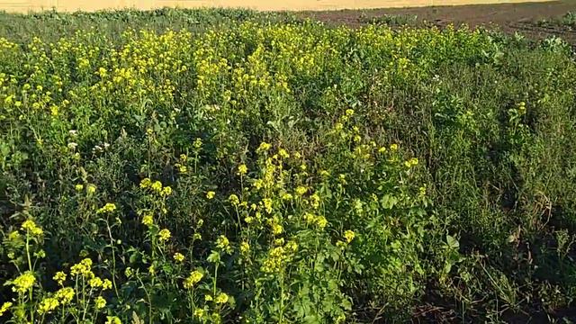 Обзор парового поля