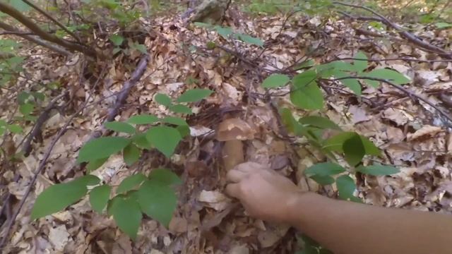 Збираємо білі гриби в Карпатах.Белые грибы 2020 смотреть онлайн