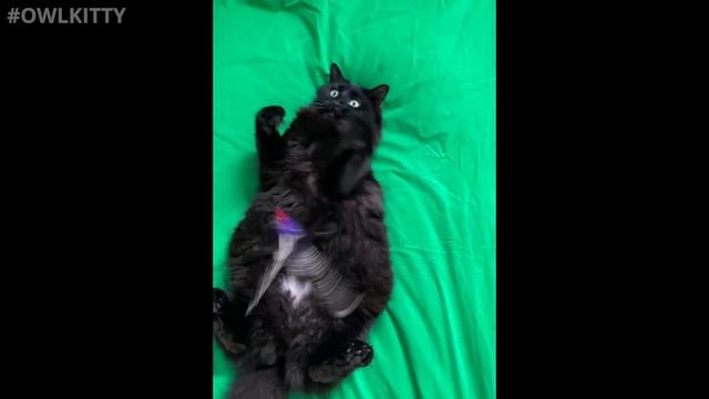 Jaws + Cat (OwlKitty Behind The Scenes)