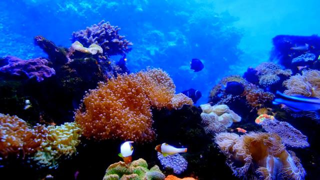 aquarium 4k🐟 смотреть онлайн