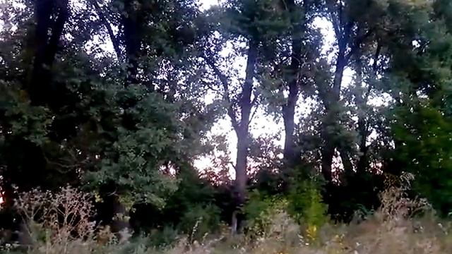 Августовский вечер на лугу смотреть онлайн