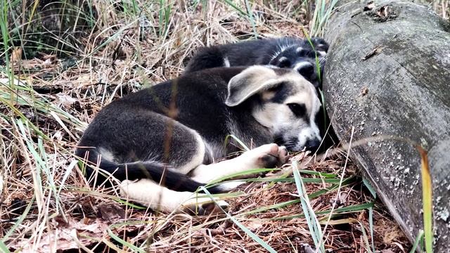 ПРОЕКТ 0 / Запись #20 / Джесси и Гучи / Вывожу псов из Чернобыля смотреть онлайн