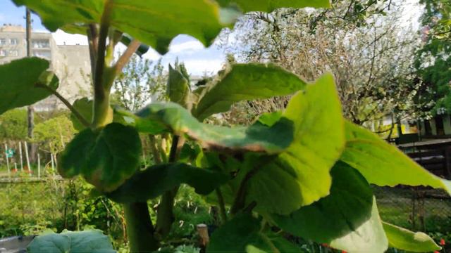Sadzenie bananów w grunt, palma w gruncie, tamarillo смотреть онлайн