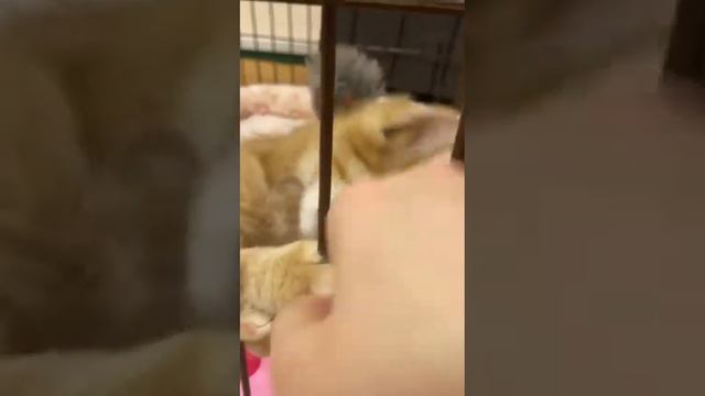 Рыжик котенок с 1 глазком ищет дом. Краснодар смотреть онлайн