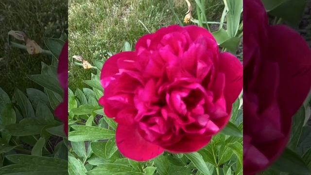 Best Perennial Flowering plant /Peony /Rubra Plena #Shorts смотреть онлайн