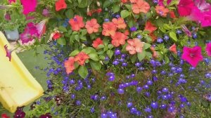 #70#БАЛЬЗАМИНЫ В ГРУНТЕ И В КАШПО#