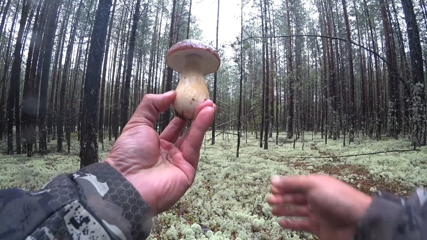 Белые грибы Боровики набирают обороты август 2021#Боровики#ХМАО