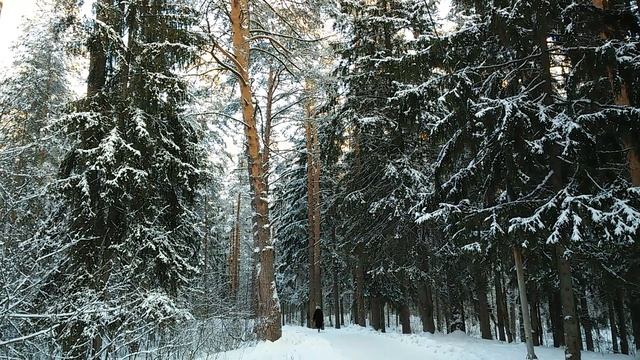 31 декабря 2015 г. Тишина зимнего леса смотреть онлайн
