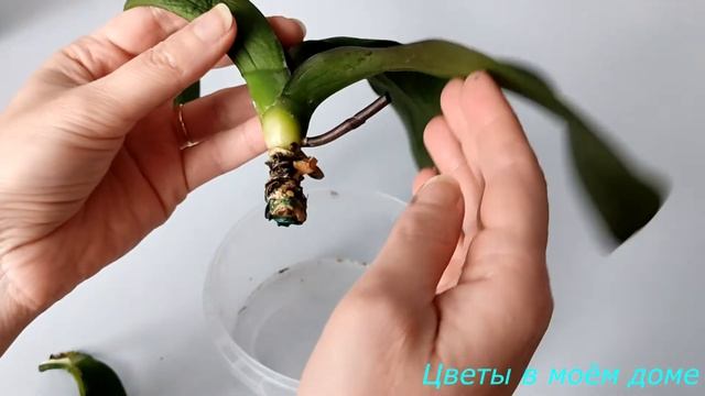 ОРХИДЕЯ КАК ТРЯПОЧКА// РЕАНИМАЦИЯ №1 смотреть онлайн