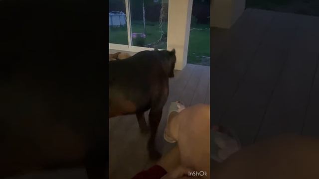 Никого не боюсь #канекорсо #canecorso