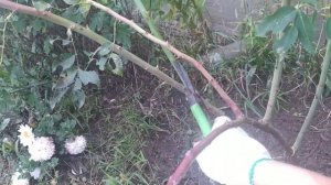 Как вырастить штамб из шиповника для ШТАМБОВОЙ розы