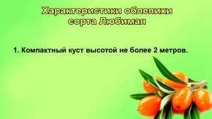 Облепиха.  Лучшие сорта.