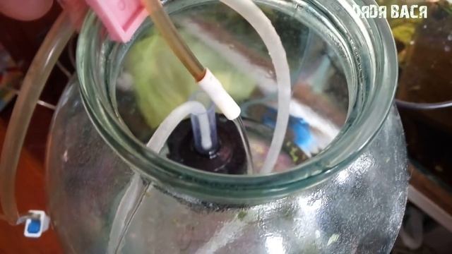 ИНКУБИРОВАНИЕ ИКРЫ ДАНИО В ТРЕХ ЛИТРОВОЙ БАНКЕ, ОТ ИКРЫ ДО МАЛЬКА! смотреть онлайн