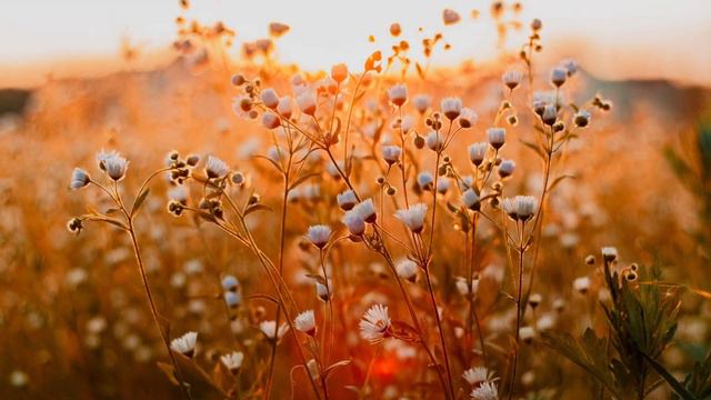 "Hopeful" Beautiful Soothing Piano Music for Relaxation, Meditation and Sleep. смотреть онлайн