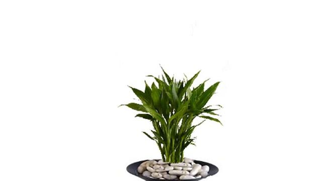 Salvador Caballero plant growing смотреть онлайн
