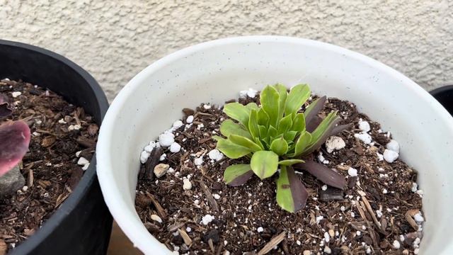 Got so excited on my aeoniums propagations смотреть онлайн