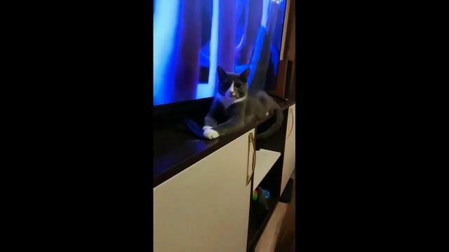 Типа сфинкс