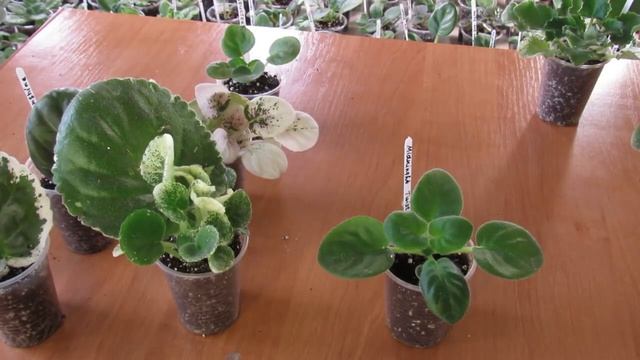 Какие фиалки нуждаются в подкормках Когда нужно удобрять смотреть онлайн