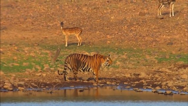 Тайны дикой природы Индии - Хищники джунглей смотреть онлайн