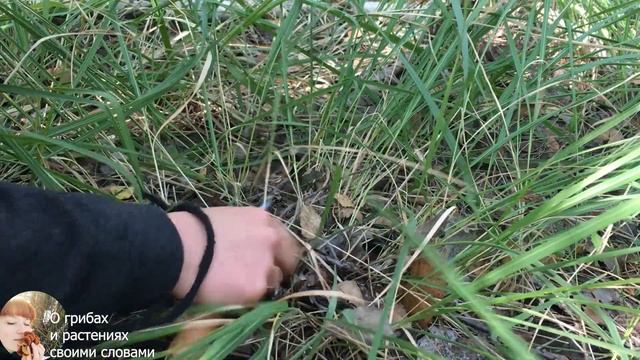 ГРИБЫ ПОДОСИНОВИКИ. Как темнеют подосиновики. смотреть онлайн