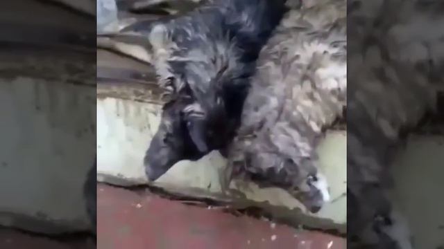 Собаки мучаются перед смертью в Астрахани смотреть онлайн