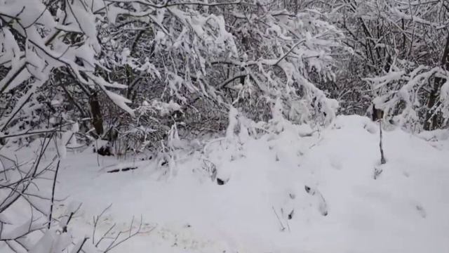 Зимний лес полон чудес ?? ❄ ? смотреть онлайн