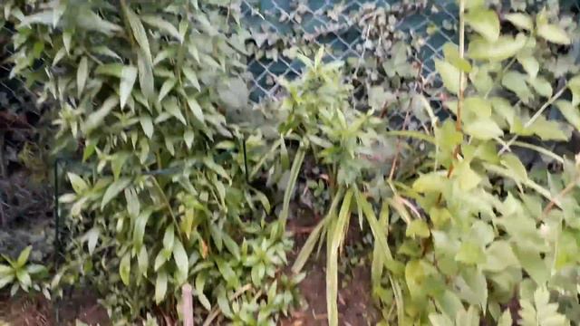 цветет гортензия смотреть онлайн