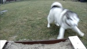 Аляскинский маламут. Добрый пушистый друг.