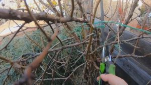 Превращение кустовой розы в штамбовую!