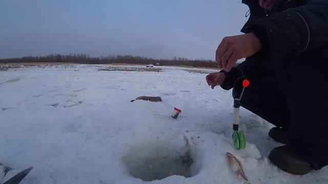 ВОТ ЭТО ГИГАНТ, ТРИ ГОДА ТАКОГО НЕ ВИДЕЛИ! ЗИМНЯЯ РЫБАЛКА НА КОМБАЙНЫ.