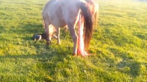 Лошадь рожает жеребенка!!!