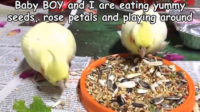 Cockatiel buddies floral theme seed party! Cockatiel Party time! #cockatiels #happybirds смотреть онлайн