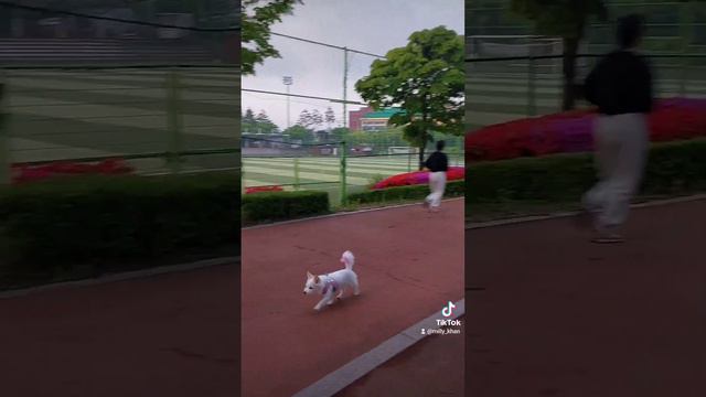 Прогулка с питомцем. Спорт рядом с домом. смотреть онлайн